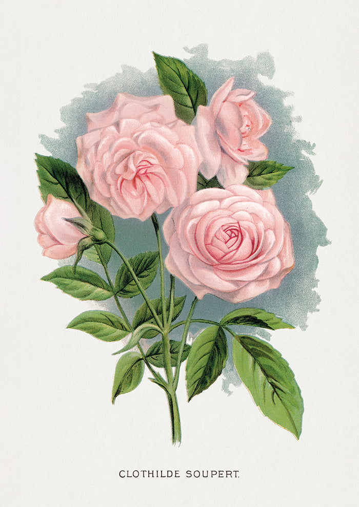 Pink Rose Lithograph