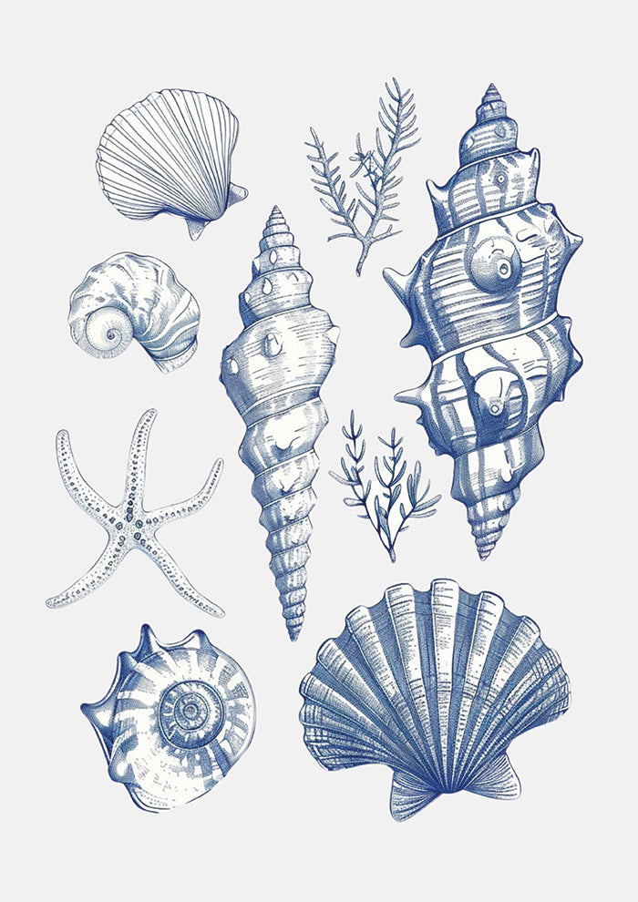 Shell Collage