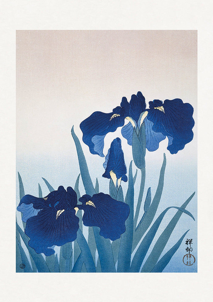 Iris Flowers