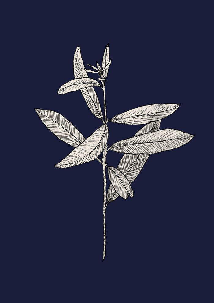 Plant with Delicate Leaves Navy