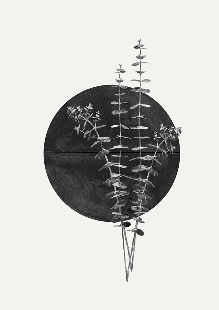 Plant and Black Sun
