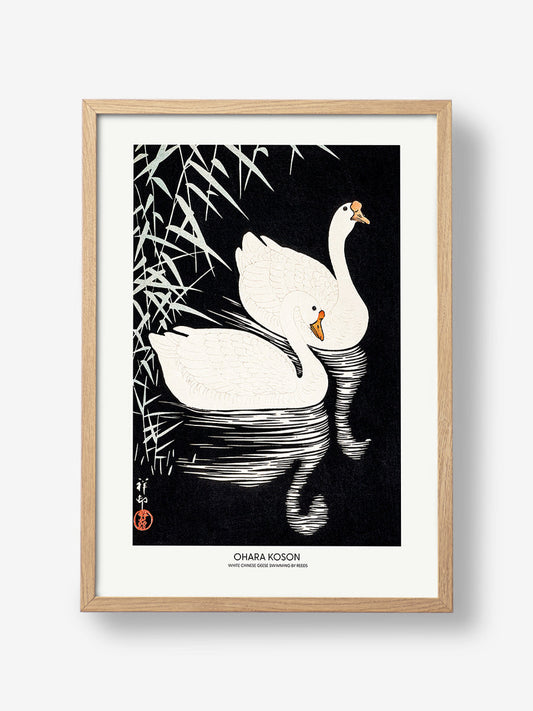 White Chinese Geese Swimming by Reeds