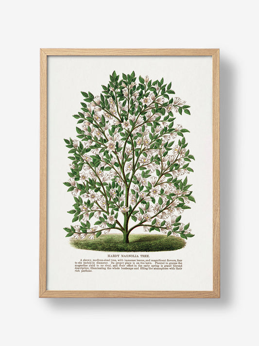 Hardy Magnolia Tree