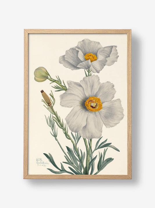 Matilija Poppy