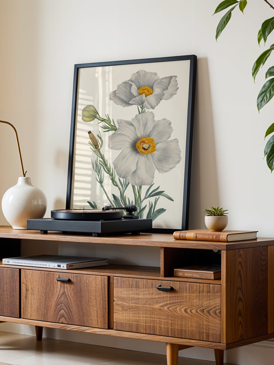 Matilija Poppy