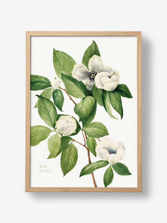 Virginia Stewartia