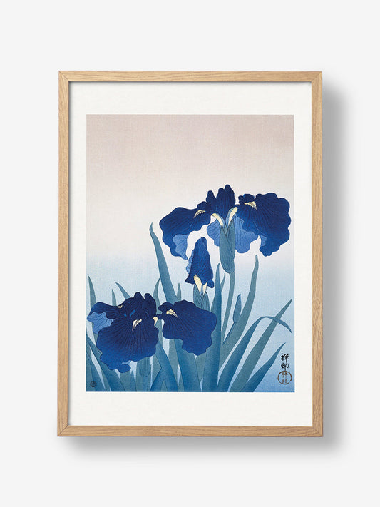 Iris Flowers