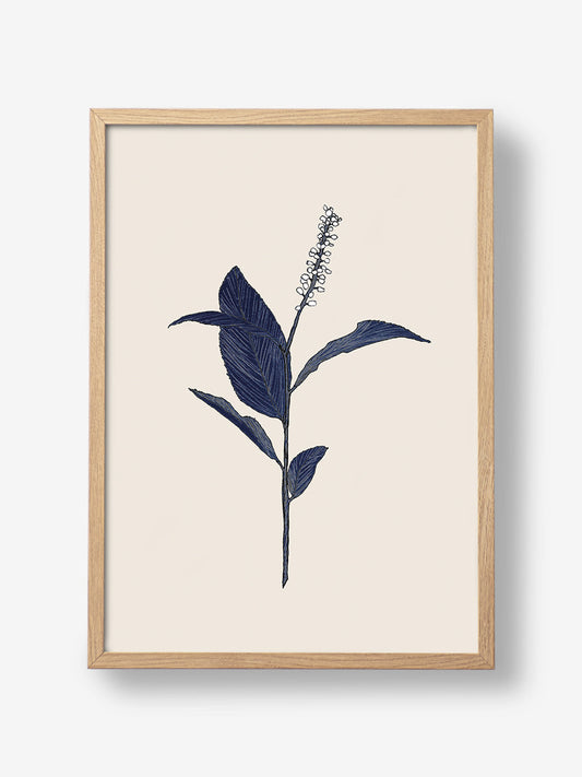 Plant with Delicate Leaves