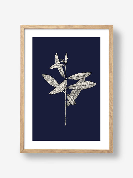 Plant with Delicate Leaves Navy